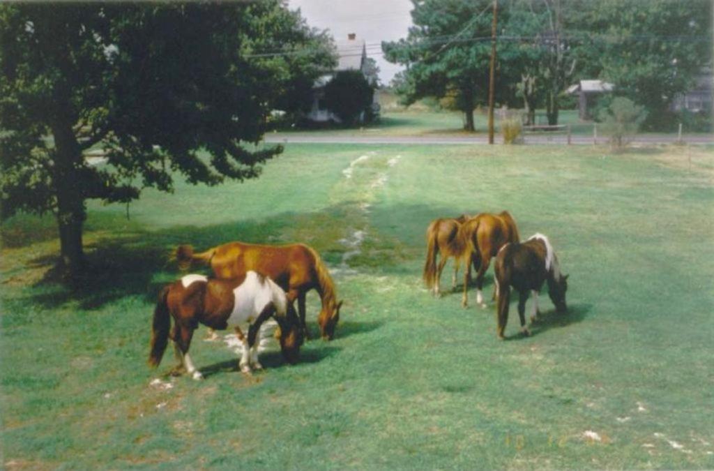 Chincoteague Townhome With Pony Views From Deck! Экстерьер фото